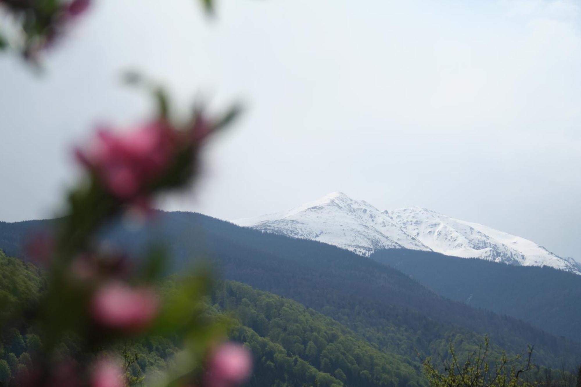 Pension Belmonte Sîmbăta de Sus Bagian luar foto